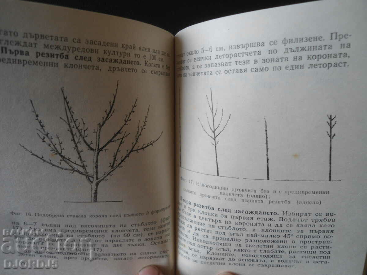 Small orchard - 5 Small orchard - 5