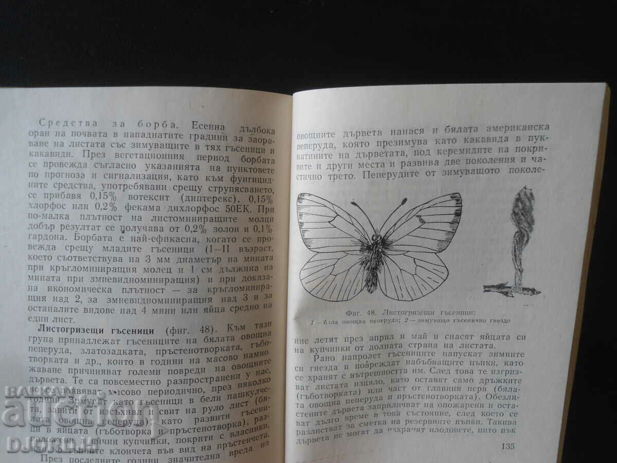 Small orchard - 7 Small orchard - 7