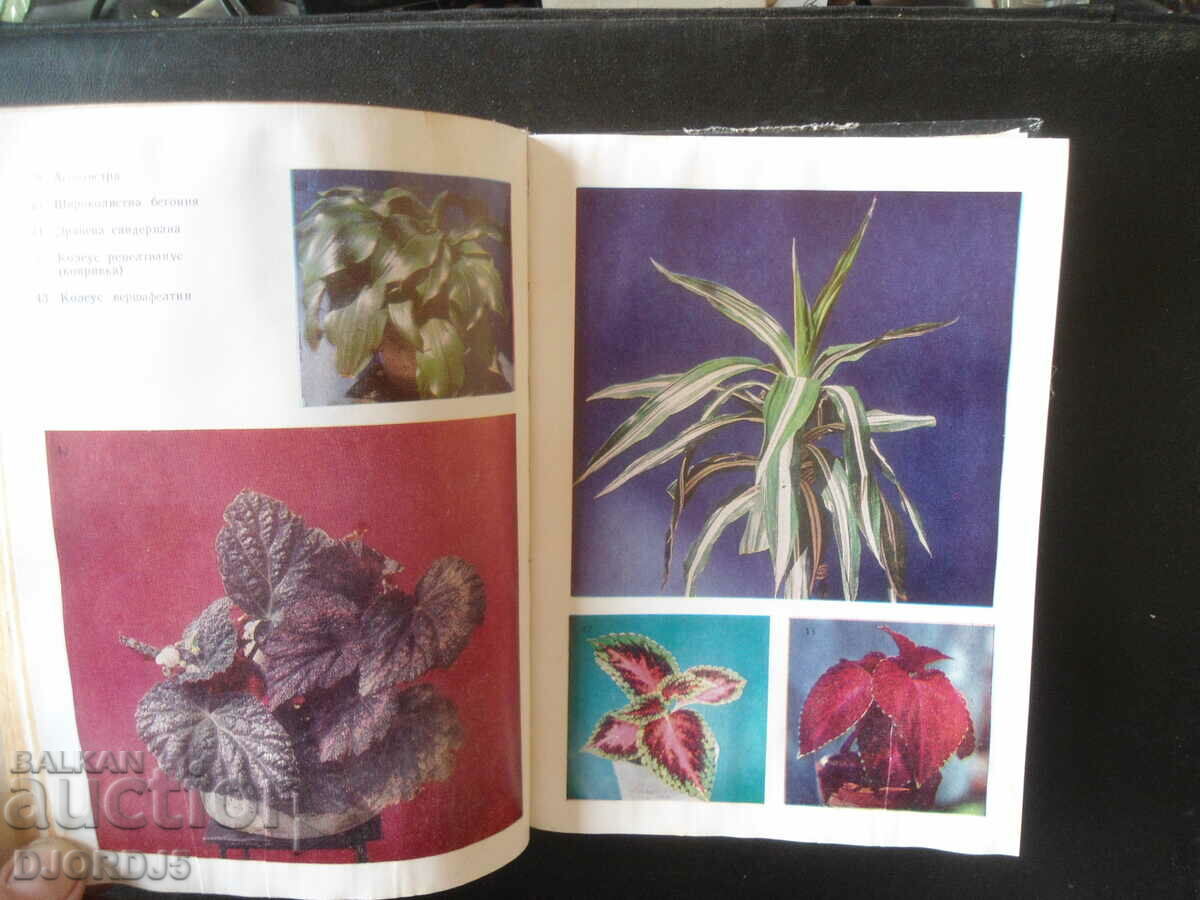 Auction Flowers in the room Auction Flowers in the room