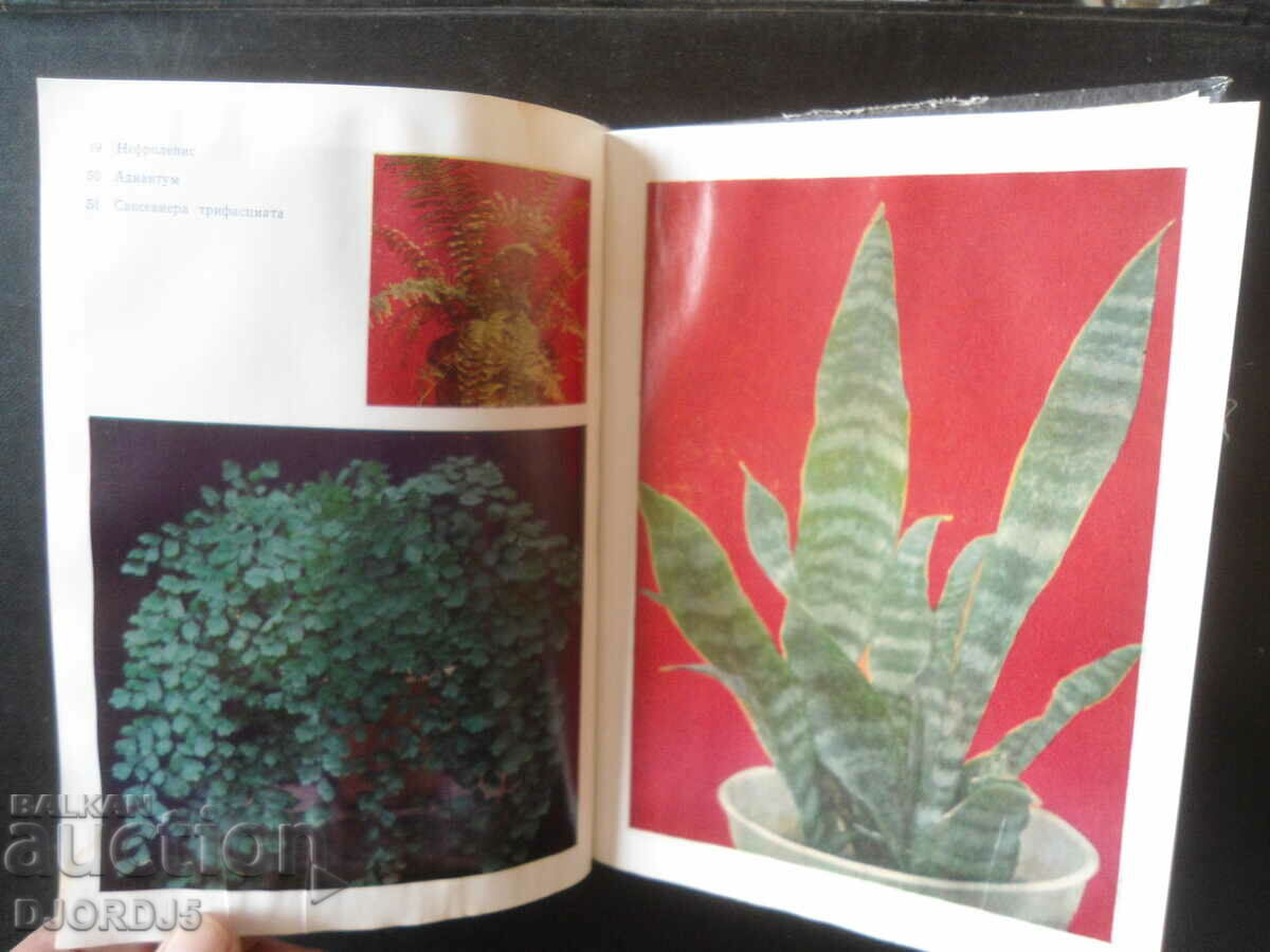 Delivery of Flowers in the room Delivery of Flowers in the room