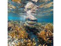 White Shark. Image ® Studio Perfect Image Ltd.