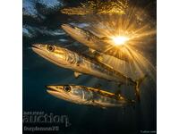 Barracudas. Image ® Studio Perfect Image Ltd.