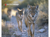 Coyote. Image ® Studio Perfect Image Ltd.