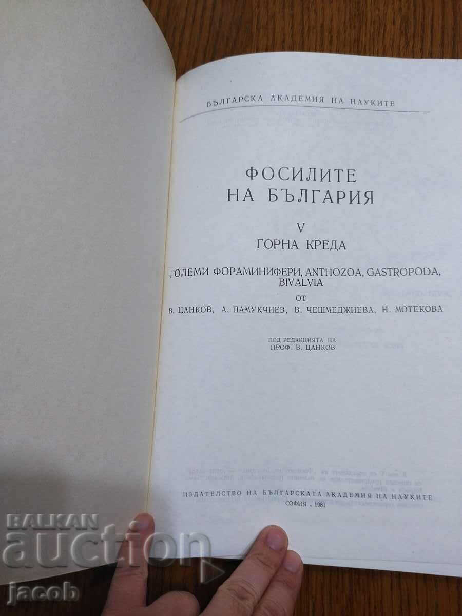 The fossils of Bulgaria V Upper Cretaceous with price 30.00 BGN | € 15.34 The fossils of Bulgaria V Upper Cretaceous with price 30.00 BGN | € 15.34