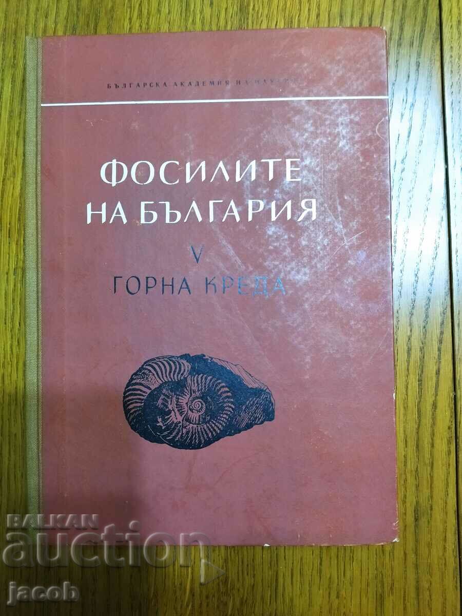 Τα απολιθώματα της Βουλγαρίας V Ανώτερο Κρητιδικό