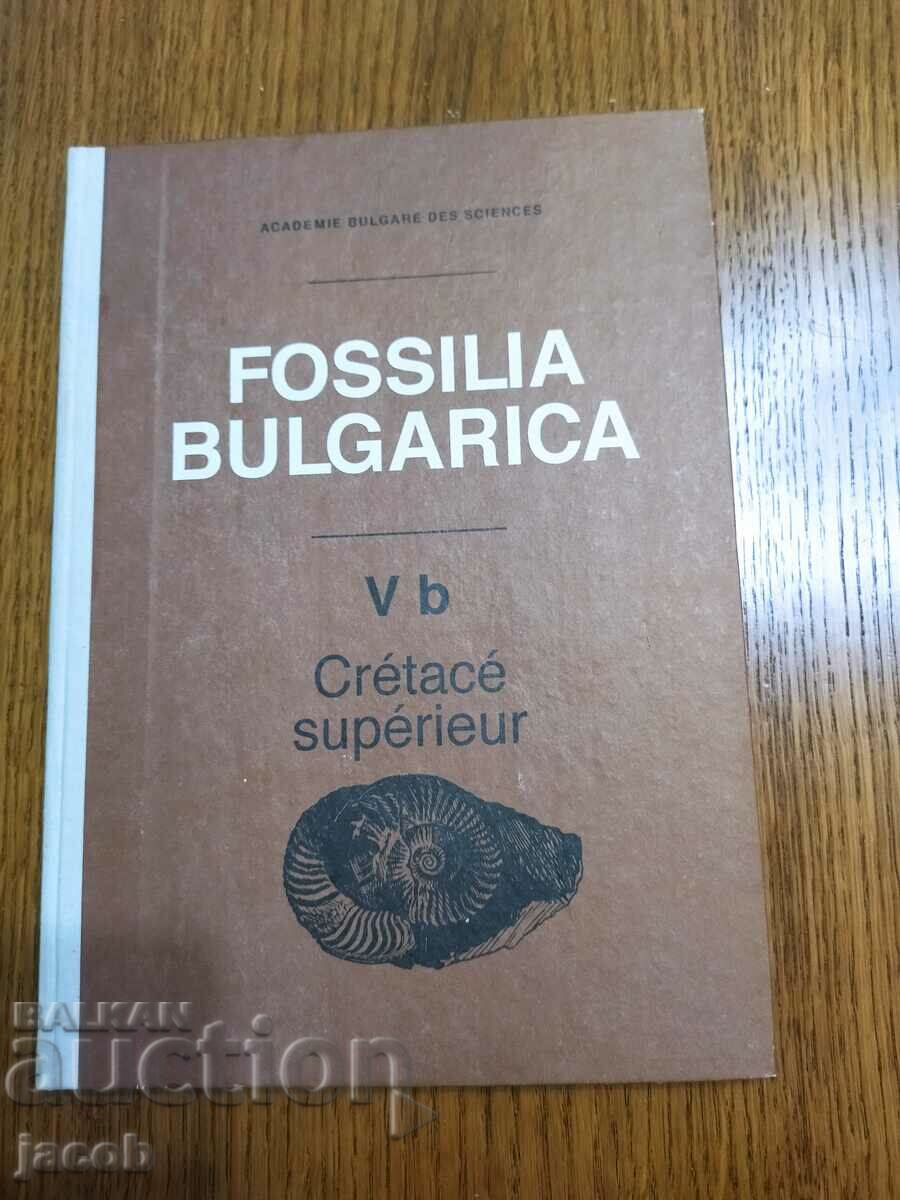 Τα απολιθώματα της Βουλγαρίας V β Ανώτερο Κρητιδικό