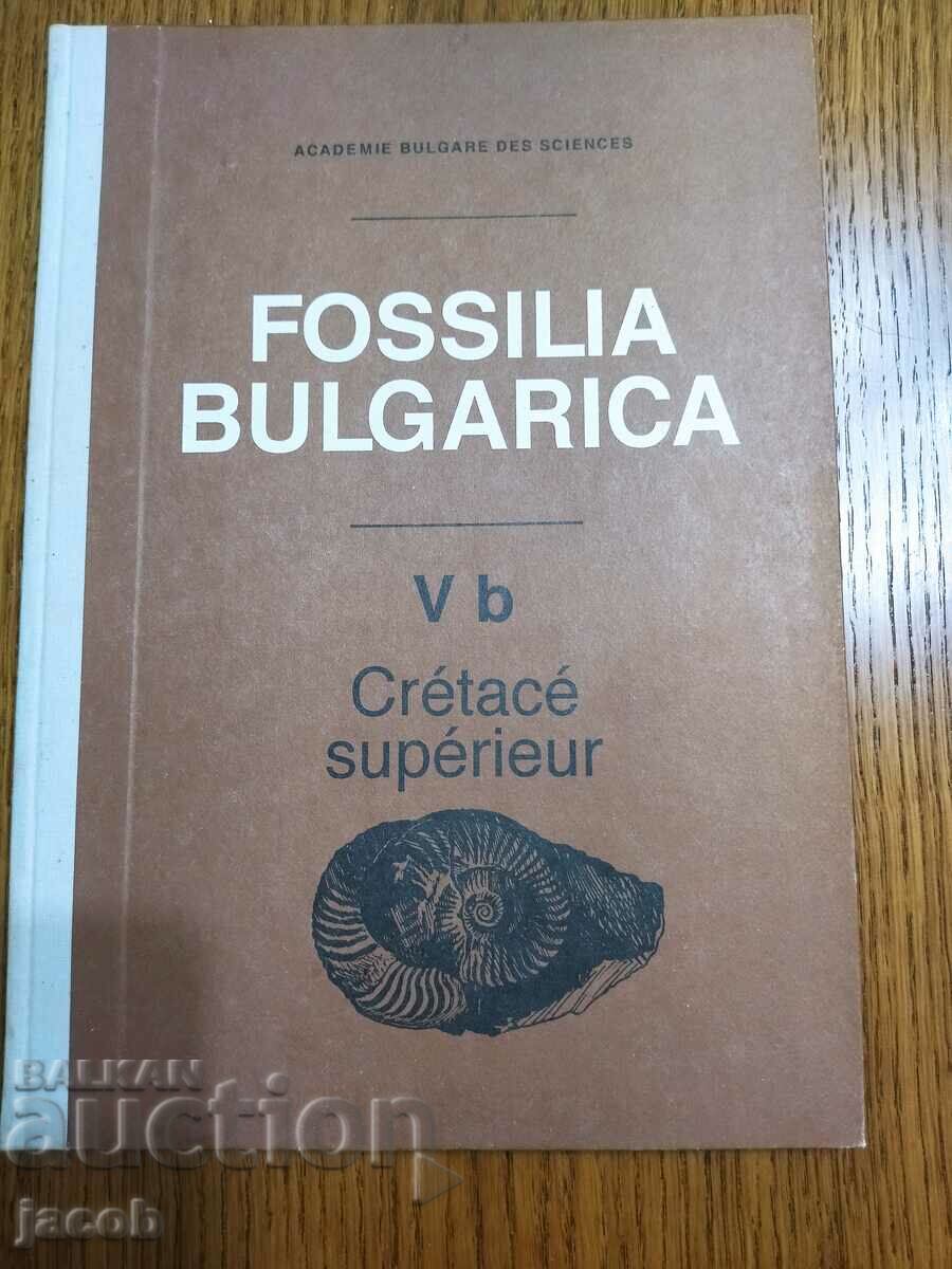 Fosilele Bulgariei V b Cretacicul superior