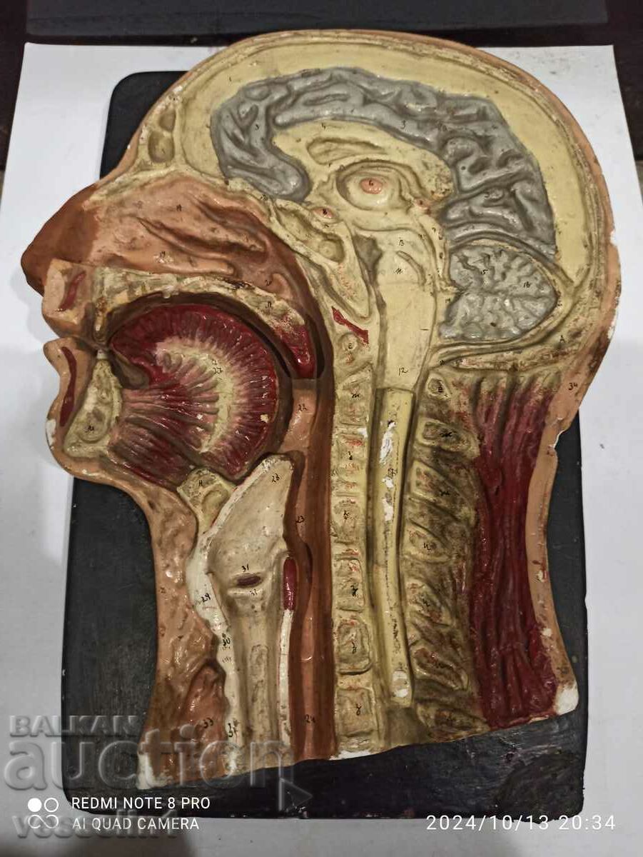 Model anatomic vechi și foarte rar Model german din anii 1920