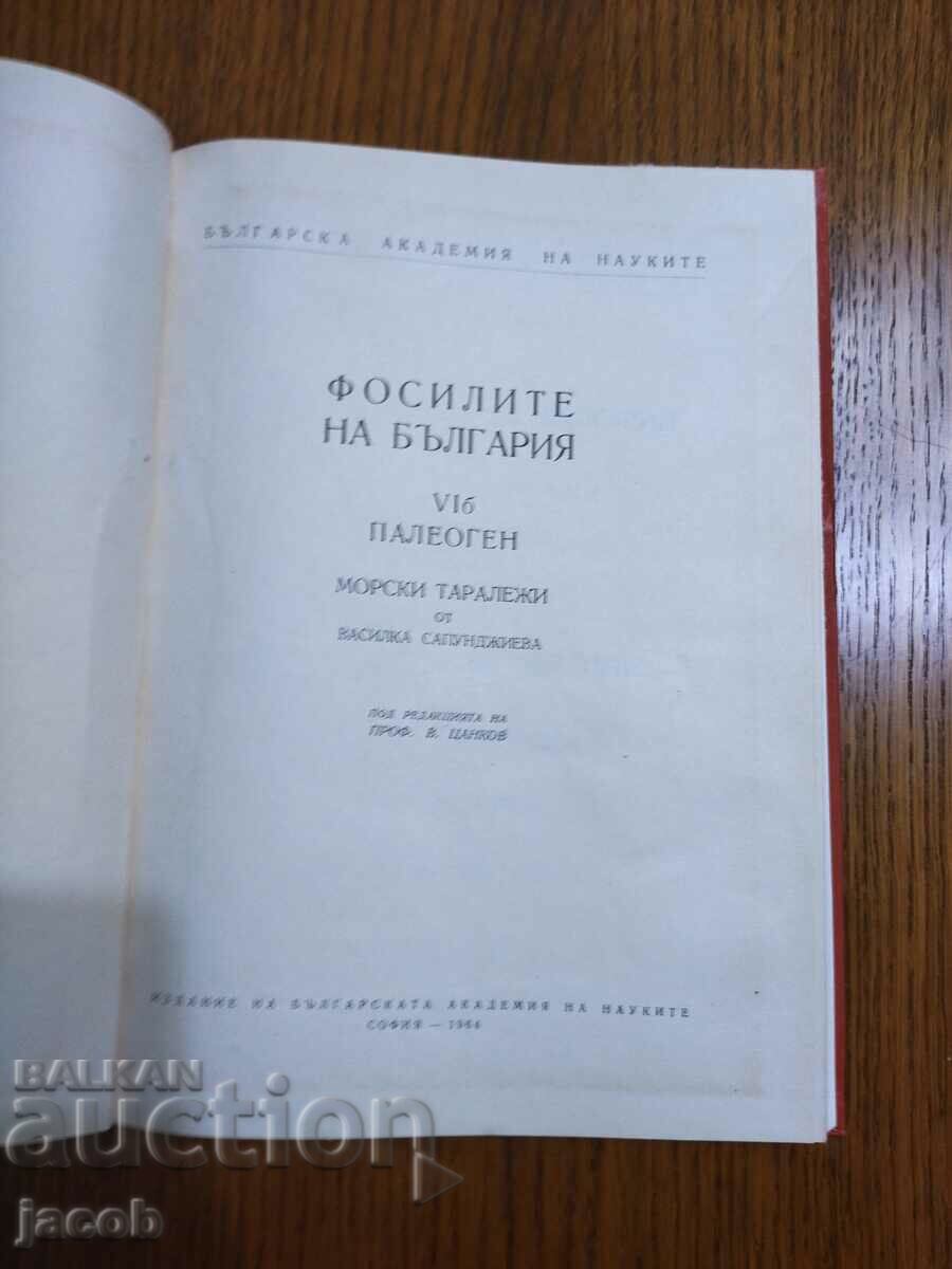 The fossils of Bulgaria VI b Paleogene with price 30.00 BGN | € 15.34 The fossils of Bulgaria VI b Paleogene with price 30.00 BGN | € 15.34