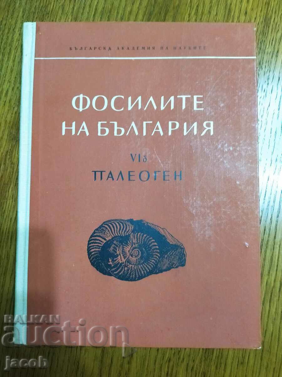 Τα απολιθώματα της Βουλγαρίας VI β Παλαιογένης