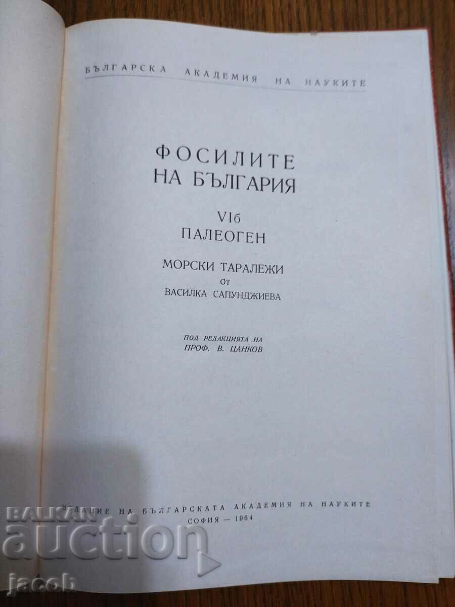 The fossils of Bulgaria VI b Paleogene with price 30.00 BGN | € 15.34 The fossils of Bulgaria VI b Paleogene with price 30.00 BGN | € 15.34