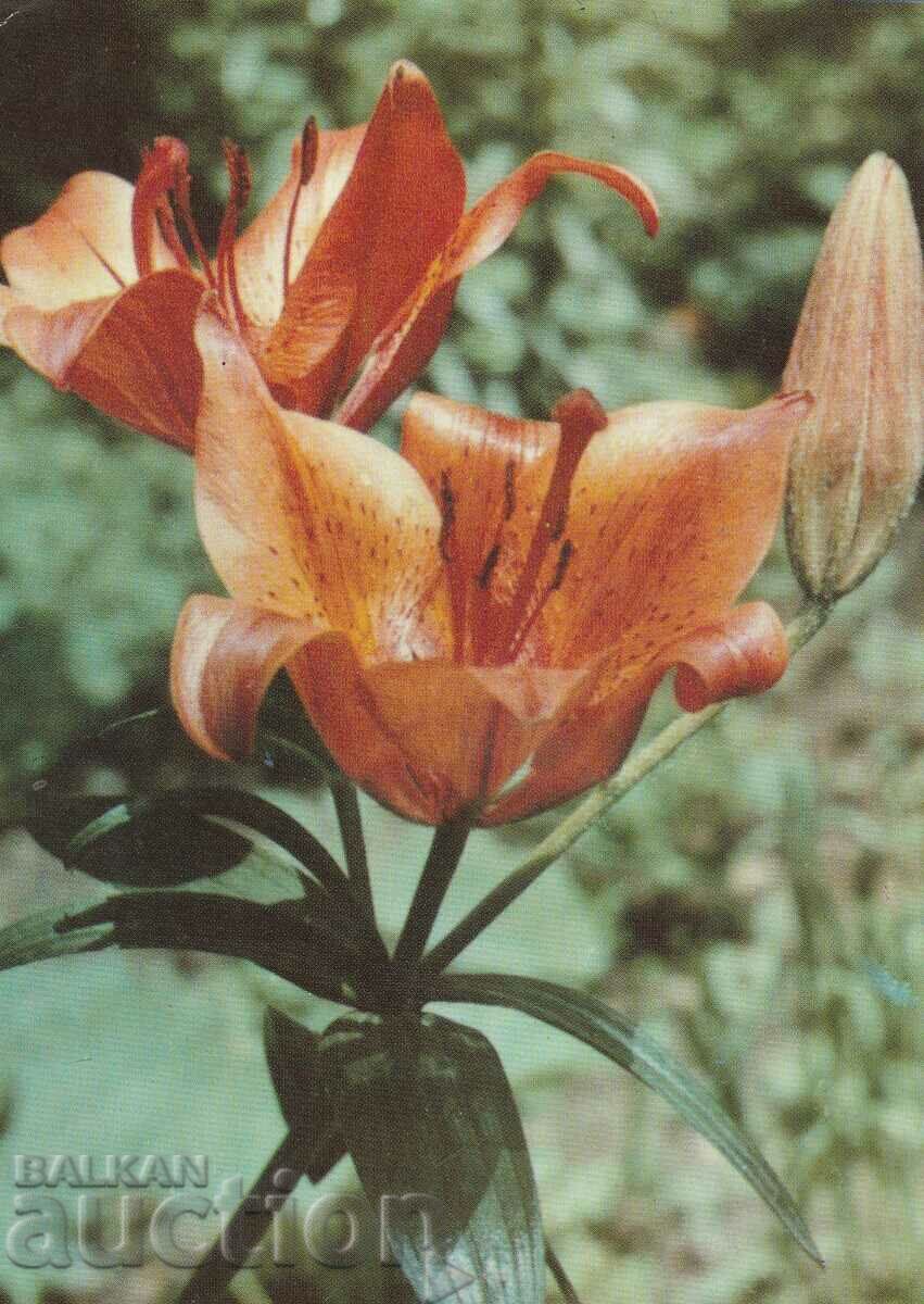 Bulgaria - PK - Flowers Bulgaria - PK - Flowers