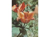 Bulgaria - PK - Flowers