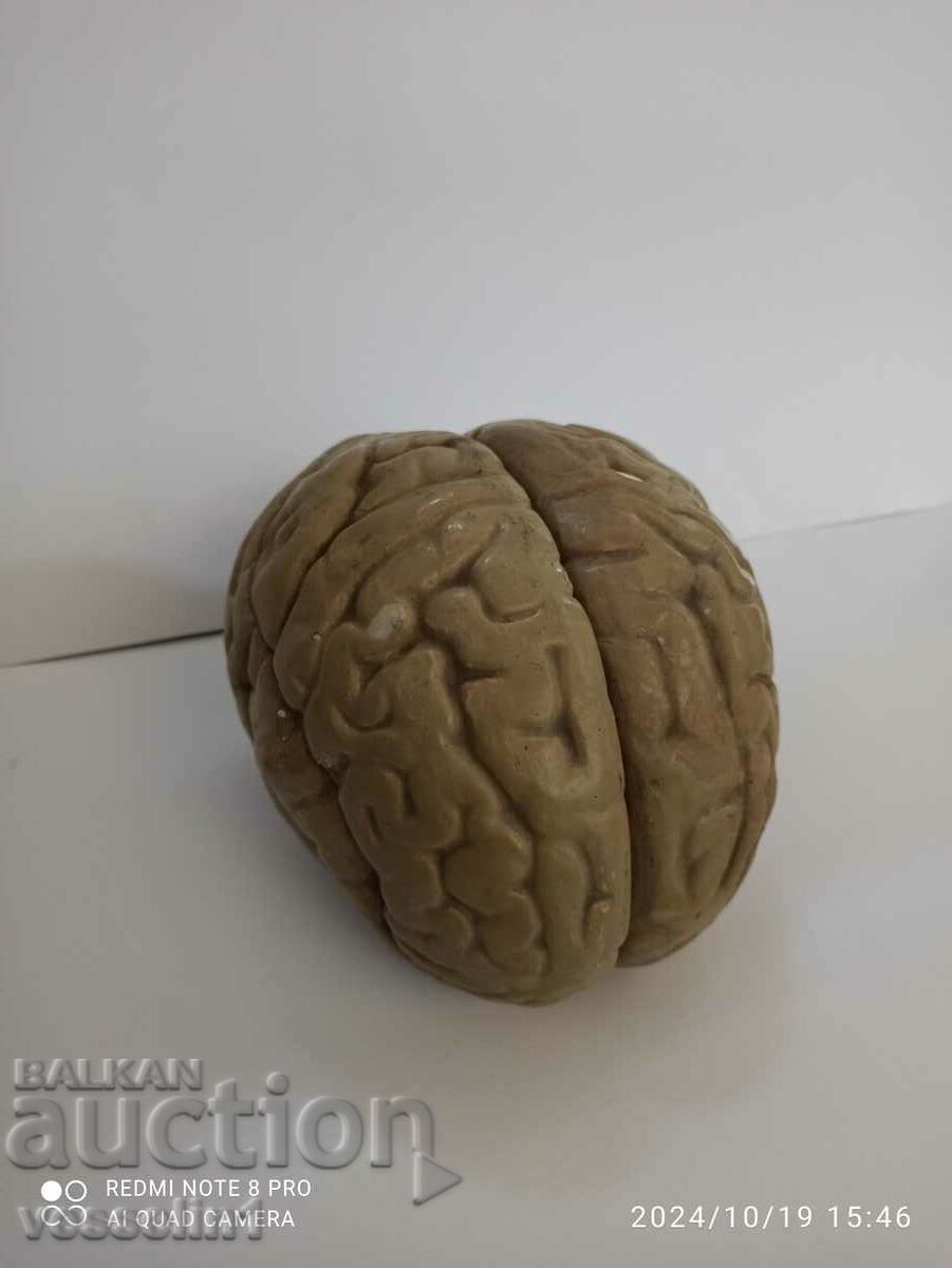 Brain gut anatomical model. 3-D model human brain rare