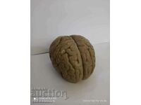 Brain anatomical model .3D model human brain rare