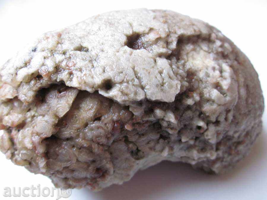 απολιθώματα -8 με τιμή 10.00 BGN | € 5.11 απολιθώματα -8 με τιμή 10.00 BGN | € 5.11