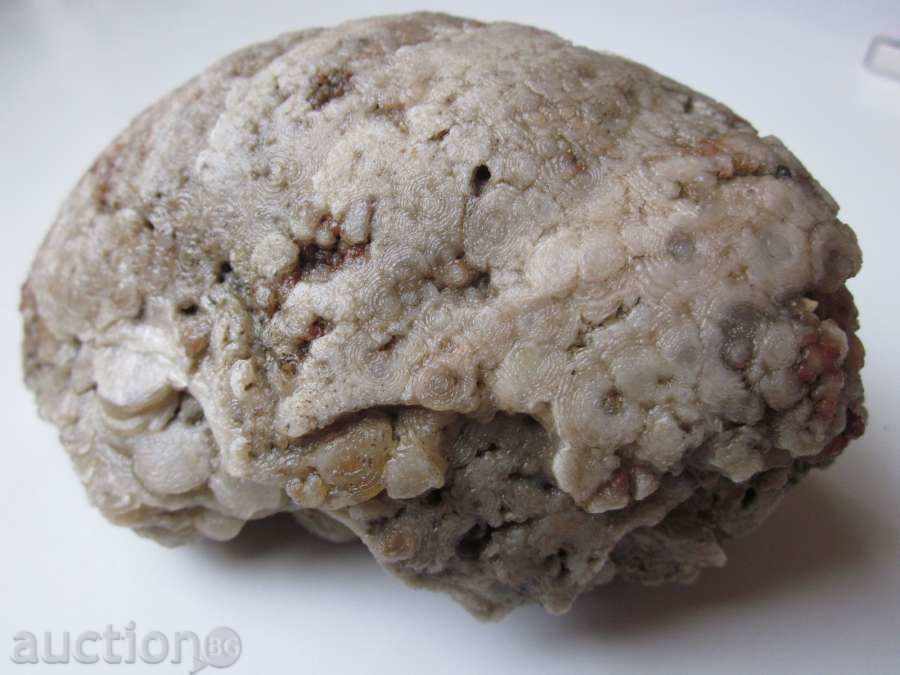 Δημοπρασία απολιθώματα -8 Δημοπρασία απολιθώματα -8