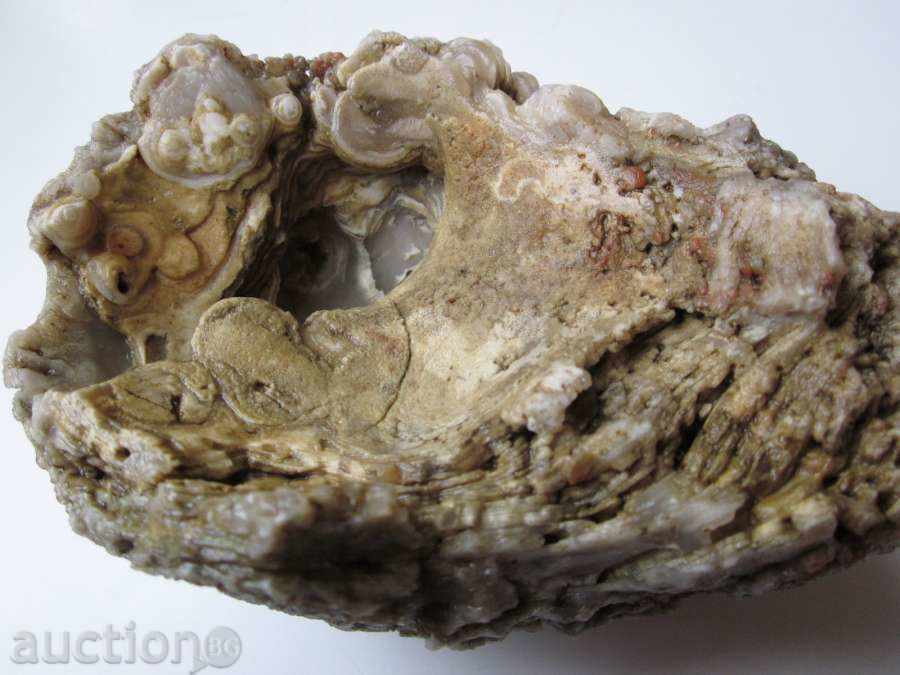 απολιθώματα -8 - 5 απολιθώματα -8 - 5