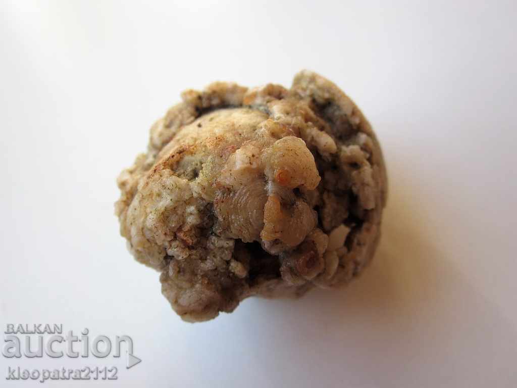 FOSSIL - VERY RARE AND BEAUTIFUL. with price 10.00 BGN | € 5.11 FOSSIL - VERY RARE AND BEAUTIFUL. with price 10.00 BGN | € 5.11