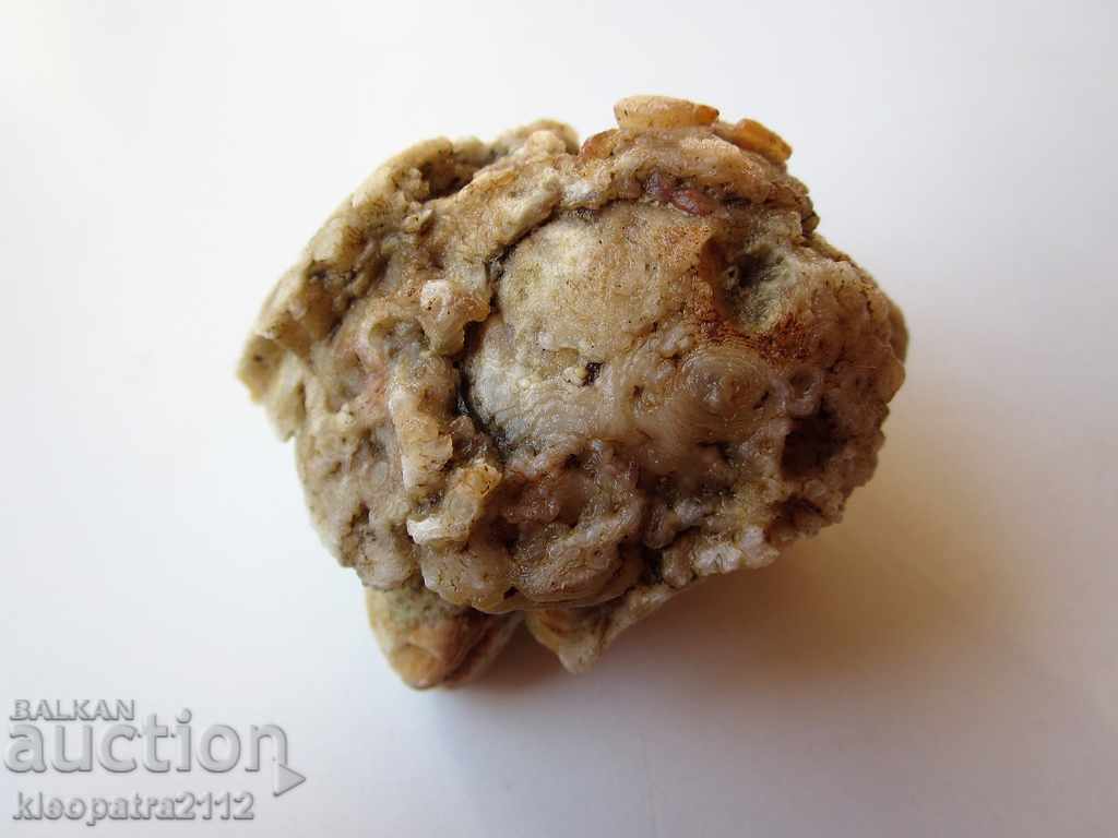 Delivery of FOSSIL - VERY RARE AND BEAUTIFUL. Delivery of FOSSIL - VERY RARE AND BEAUTIFUL.