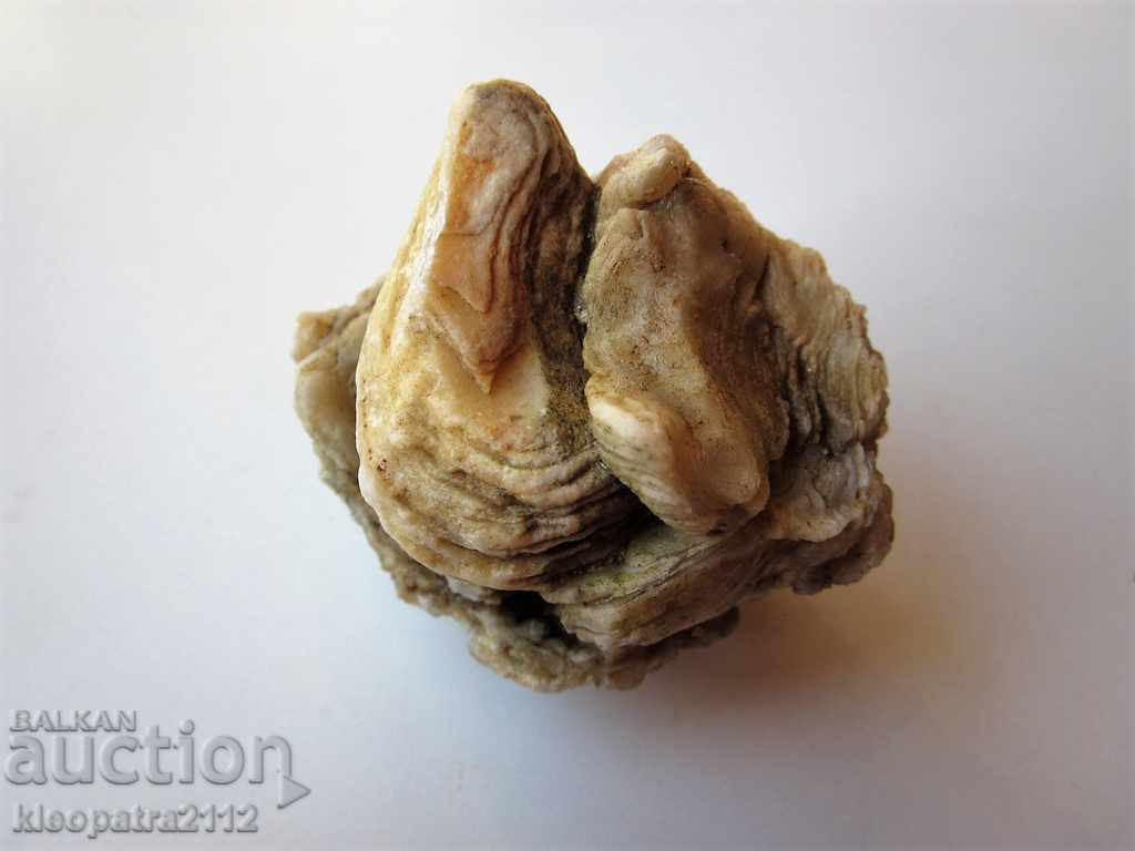 FOSSIL - VERY RARE AND BEAUTIFUL. - 5 FOSSIL - VERY RARE AND BEAUTIFUL. - 5