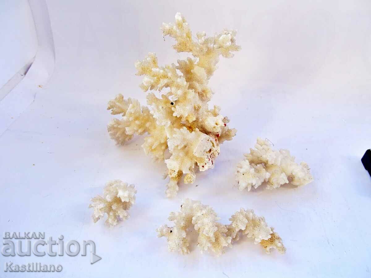 λευκό κοράλλι με τιμή 9.50 BGN | € 4.86 λευκό κοράλλι με τιμή 9.50 BGN | € 4.86