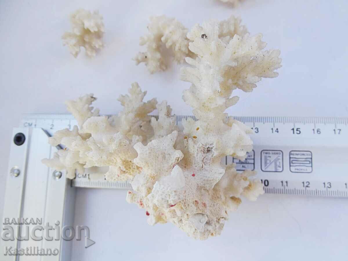 Δημοπρασία λευκό κοράλλι Δημοπρασία λευκό κοράλλι