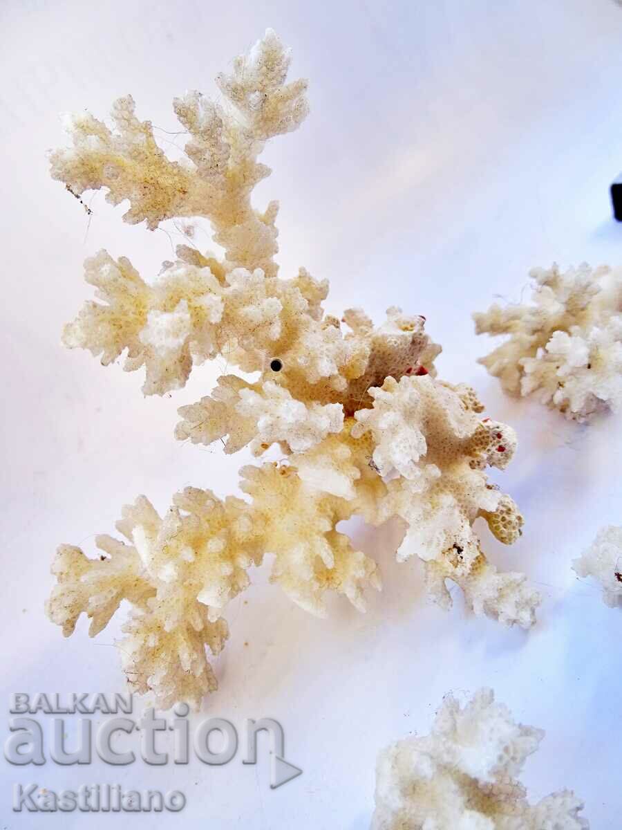 Παράδοση λευκό κοράλλι Παράδοση λευκό κοράλλι