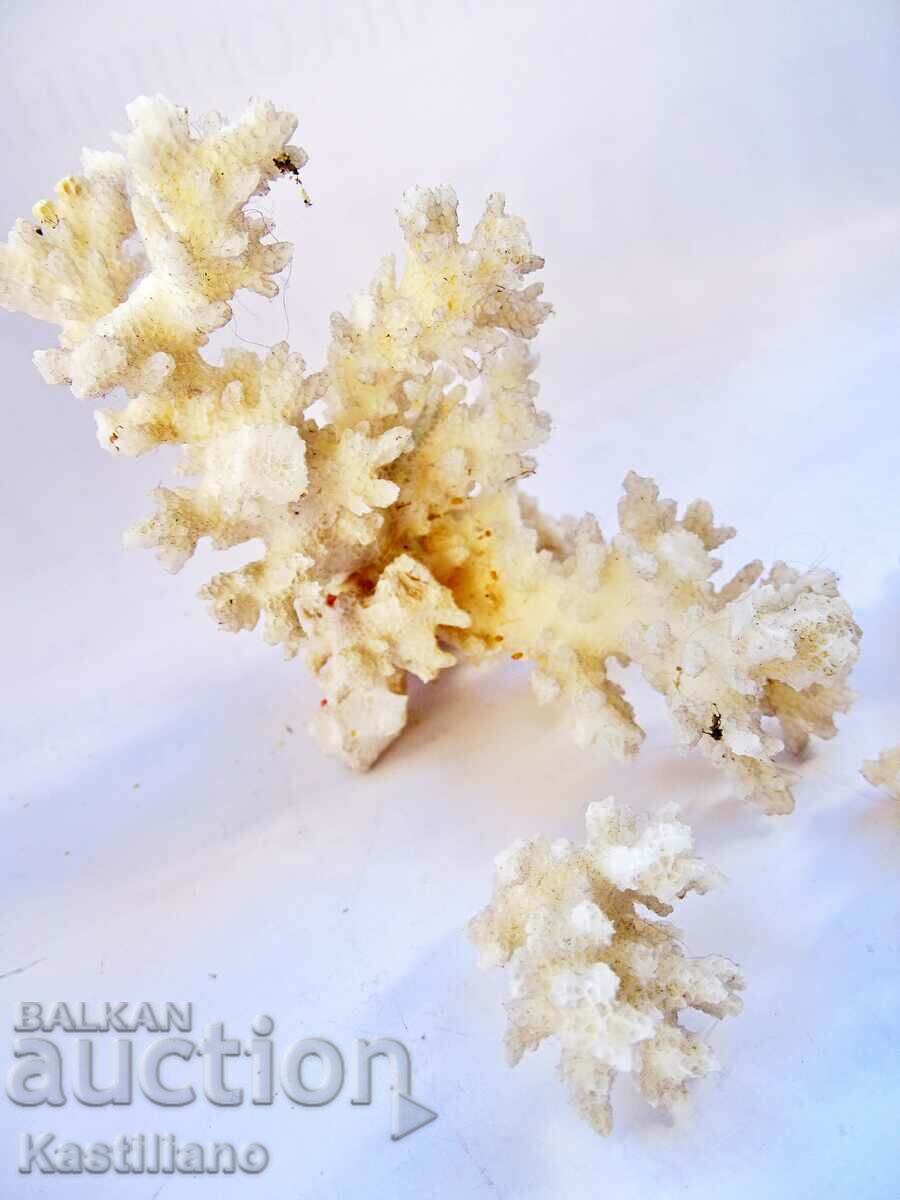 λευκό κοράλλι - 5 λευκό κοράλλι - 5