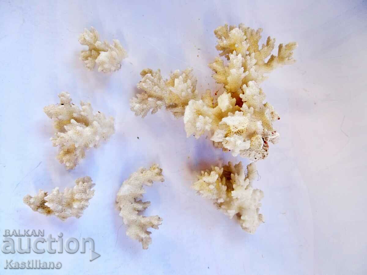 λευκό κοράλλι - 6 λευκό κοράλλι - 6