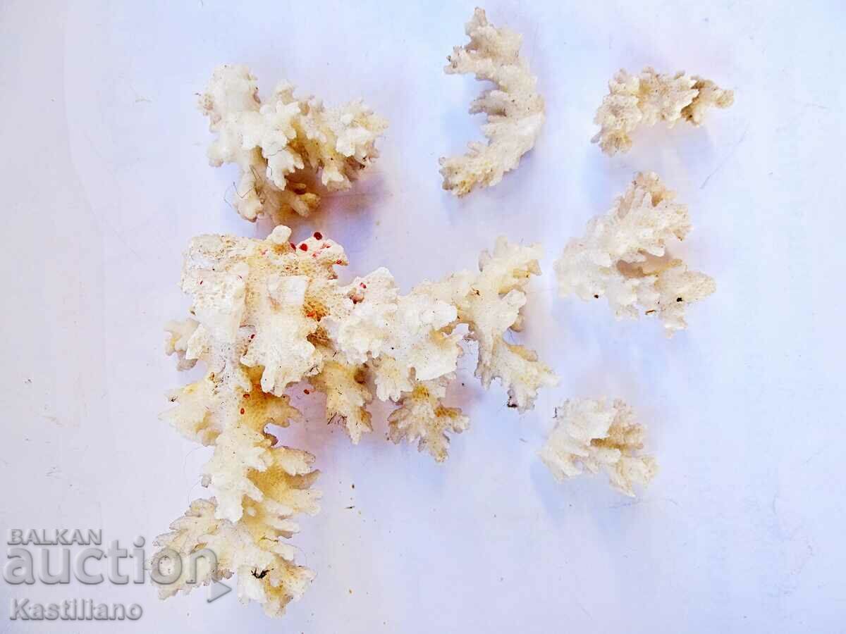 λευκό κοράλλι - 7