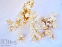 white coral