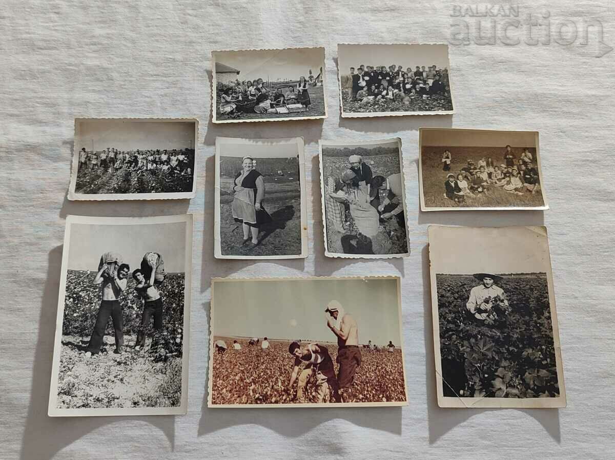 COTTON PICKING PICTURES 9 NUMBERS