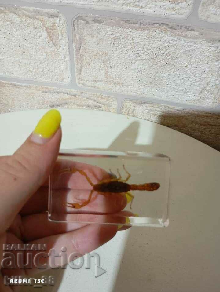 A stuffed scorpion with price 25.00 BGN | € 12.78 A stuffed scorpion with price 25.00 BGN | € 12.78