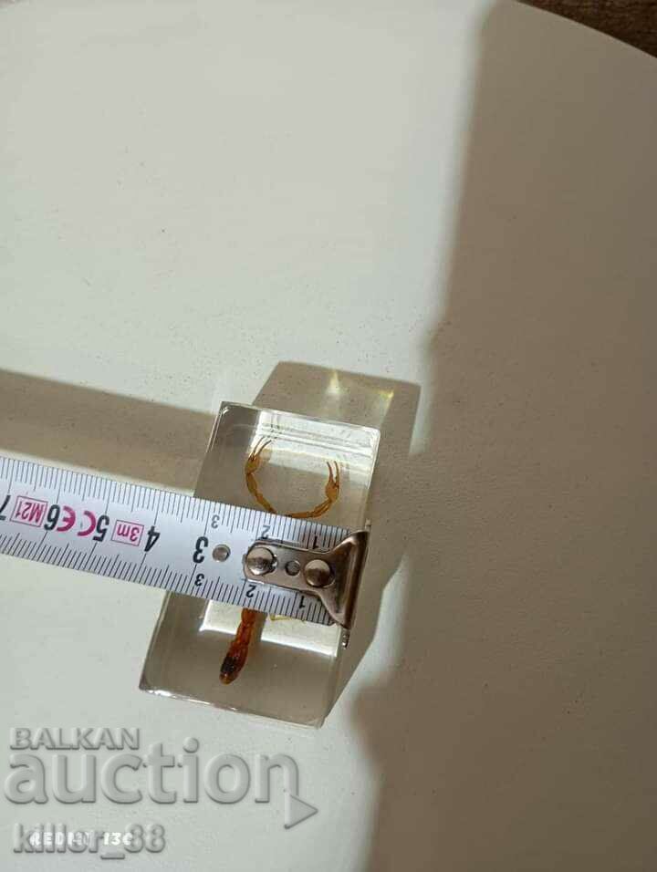 Auction A stuffed scorpion Auction A stuffed scorpion