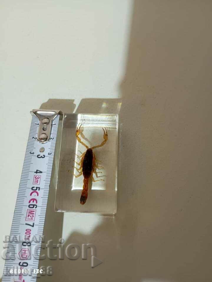 Delivery of A stuffed scorpion Delivery of A stuffed scorpion