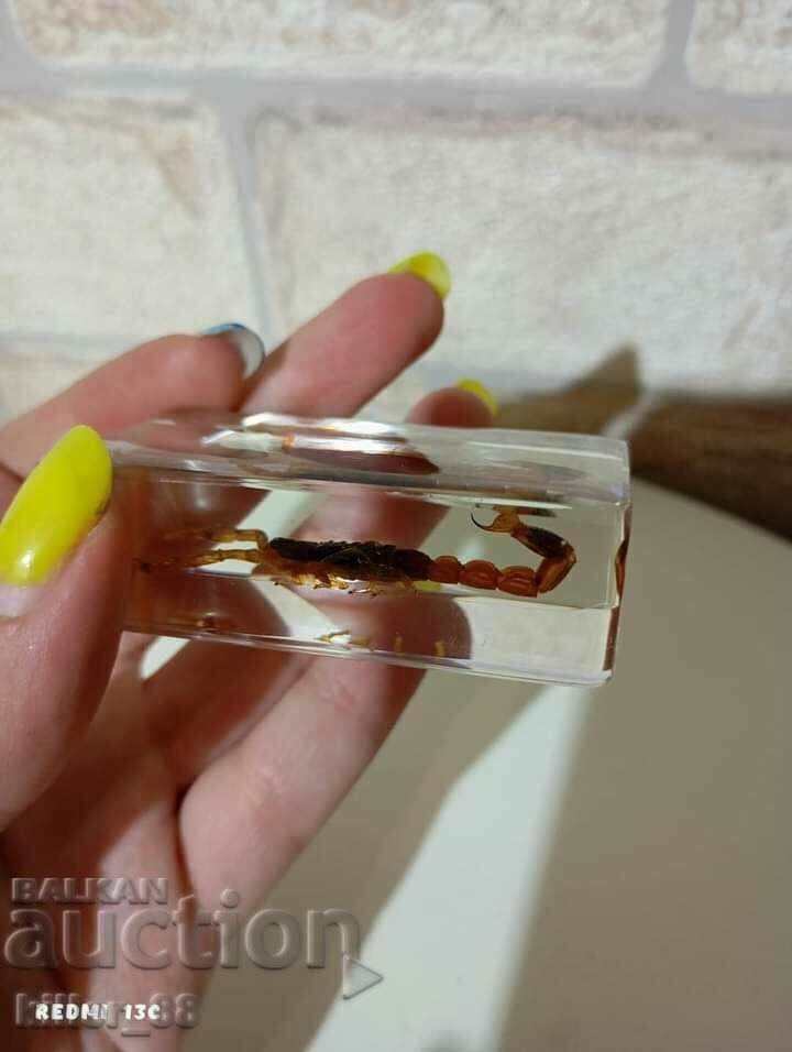 A stuffed scorpion - 5 A stuffed scorpion - 5