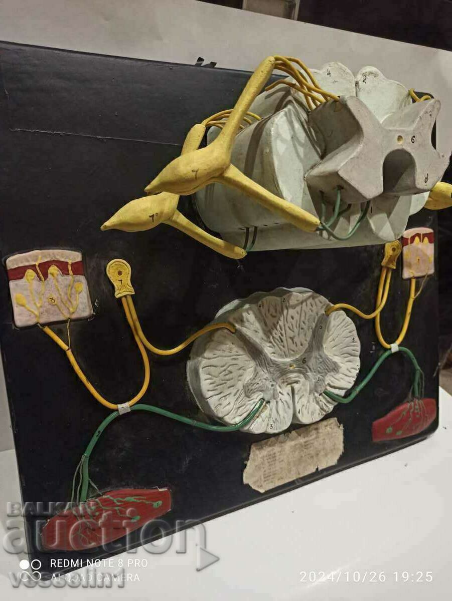 Anatomical 3D model of spine nervous system model 60cm/60cm with price 87.00 BGN | € 44.48 Anatomical 3D model of spine nervous system model 60cm/60cm with price 87.00 BGN | € 44.48