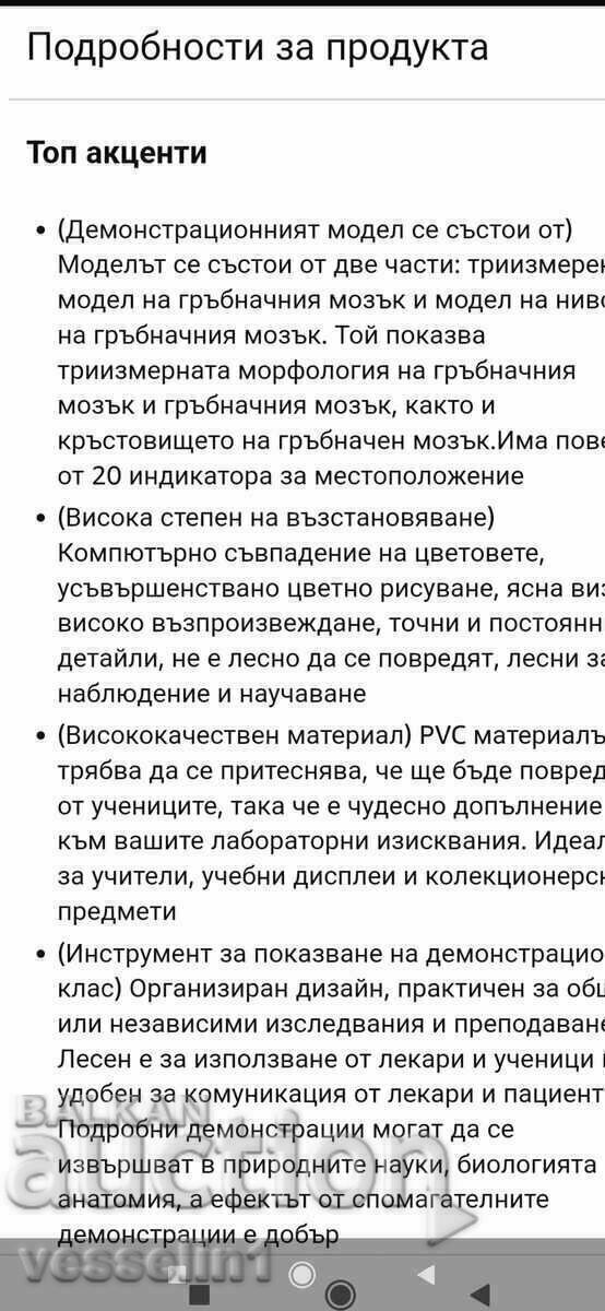 Δημοπρασία Ανατομικό τρισδιάστατο μοντέλο νευρικού συστήματος σπονδυλικής στήλης 60cm/60cm