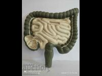 Model anatomic al intestinului gros. Model uman rar