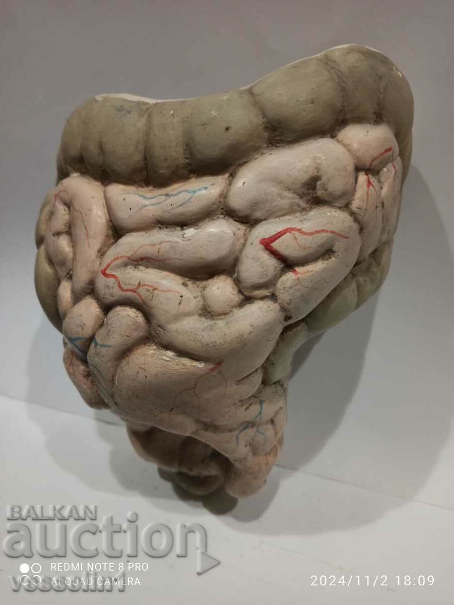 An old mock-up from the beginning of the last century of a model of a human intestine