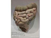 An old mock-up from the beginning of the last century of a model of a human intestine