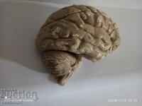 Brain anatomical model .3D model human brain rare