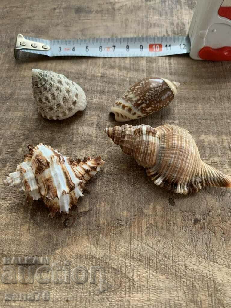 Lot of rare shells from the Caribbean islands (4 pieces) with price € 2.00 | 3.91 BGN