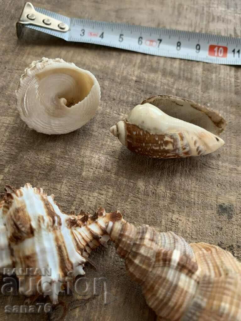 Auction  Lot of rare shells from the Caribbean islands (4 pieces)