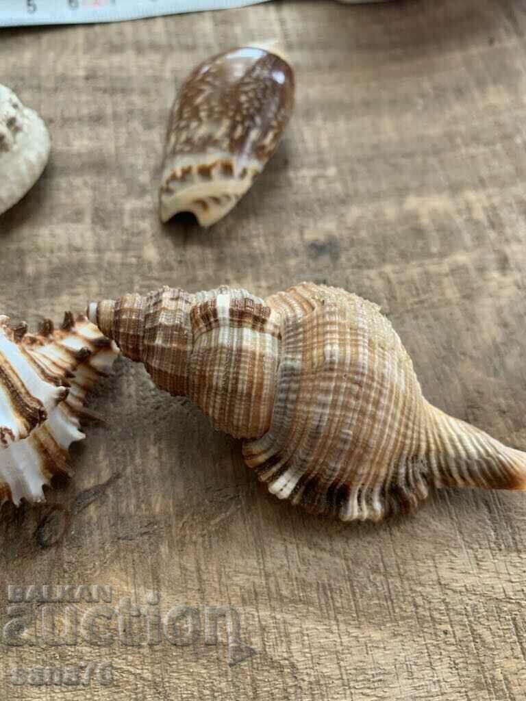 Delivery of Lot of rare shells from the Caribbean islands (4 pieces)