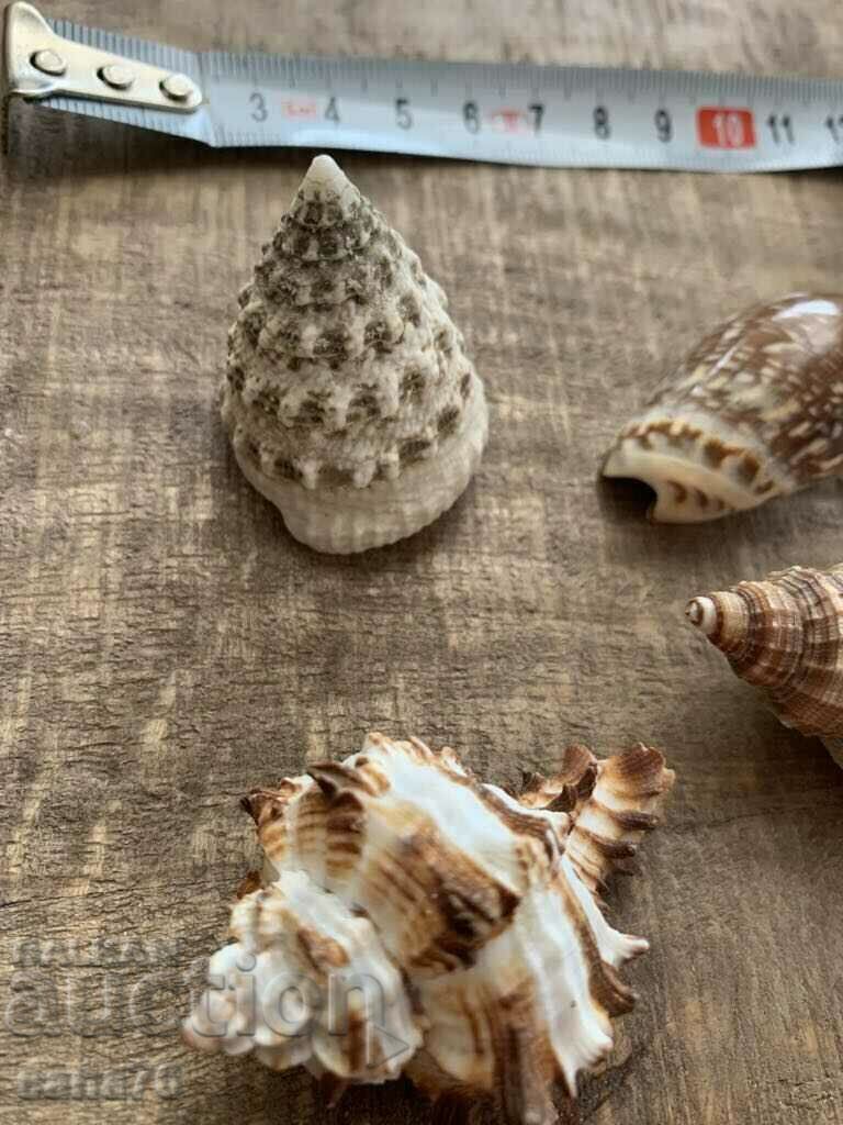 Lot of rare shells from the Caribbean islands (4 pieces) - 5 Lot of rare shells from the Caribbean islands (4 pieces) - 5