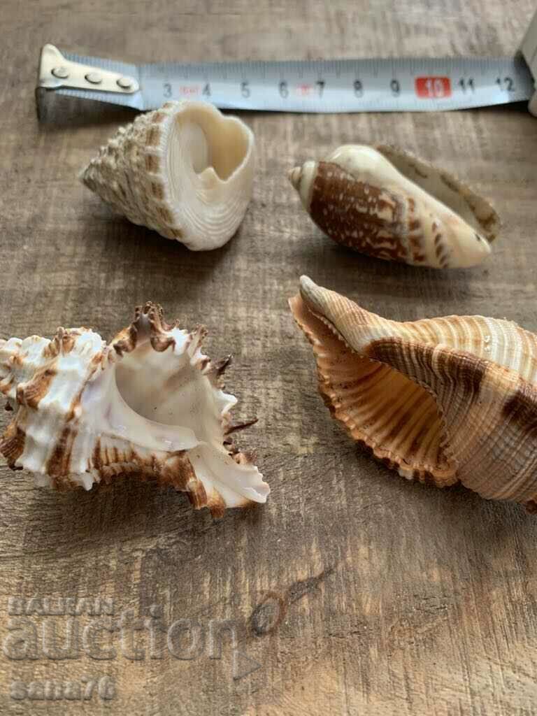 Lot of rare shells from the Caribbean islands (4 pieces)