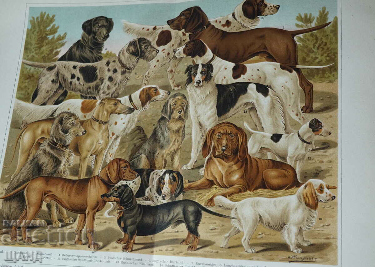 1900 Lithograph poster dog breeds with price 20.00 BGN | € 10.23 1900 Lithograph poster dog breeds with price 20.00 BGN | € 10.23