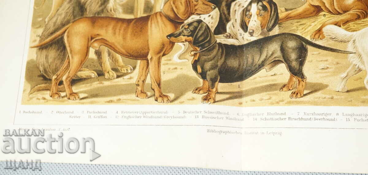 Licitație 1900 Afiș litografie rase de câini Licitație 1900 Afiș litografie rase de câini